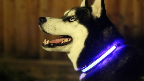 Collar LED Luminoso para Perros – Seguridad Nocturna para tu Mascota